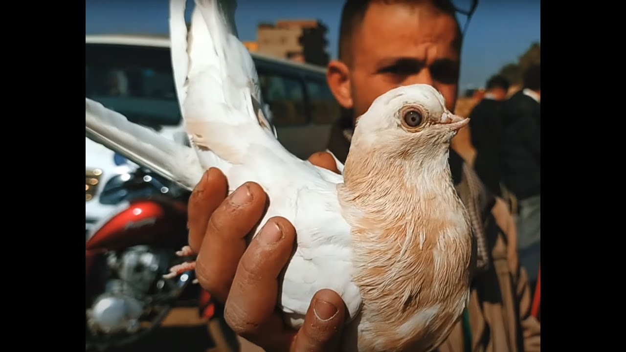 اسعار الحمام للغزار في سوق السيدة عيشة loft pigeon egyptian Loft pigeon Egyptian