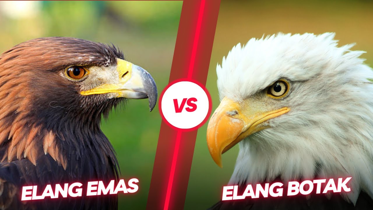 Elang Emas vs Elang Botak (Pertarungan Dua Monster Udara Terbesar yang Mengerikan)