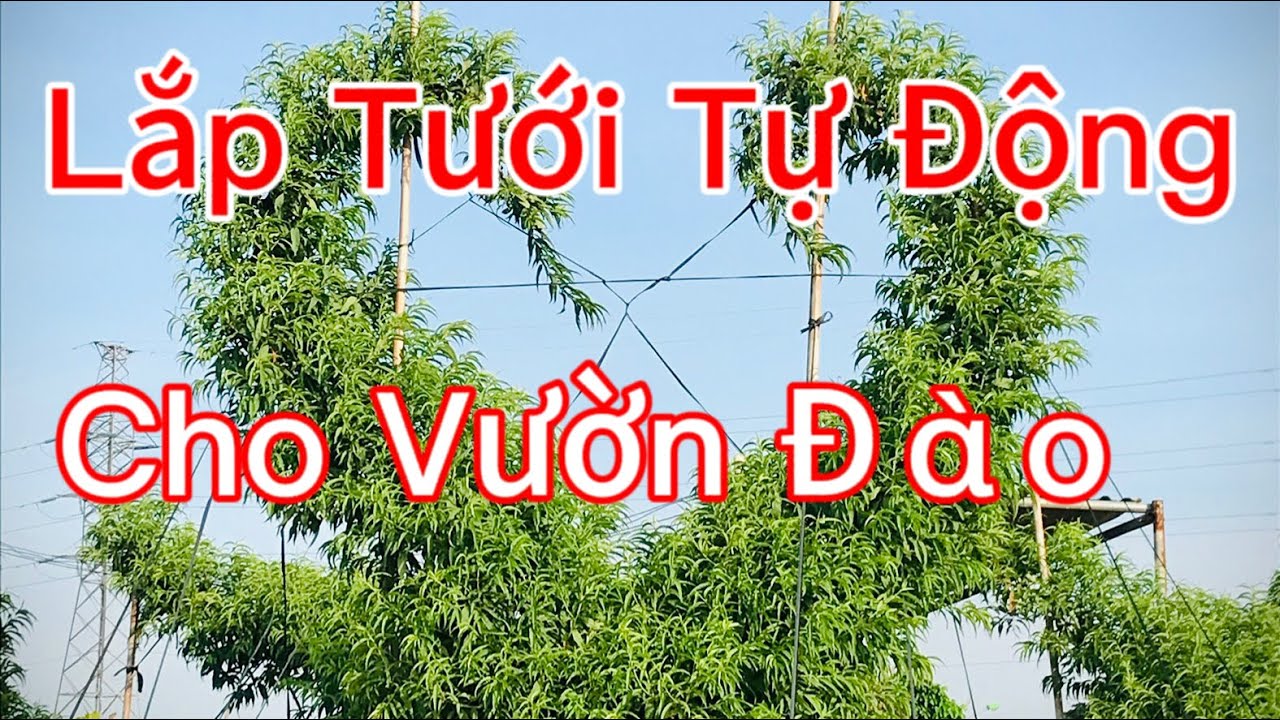 Nông Nghiệp - Lắp Tưới Tự Động Cho Vườn Đào - Vườn Nhà Bon p2