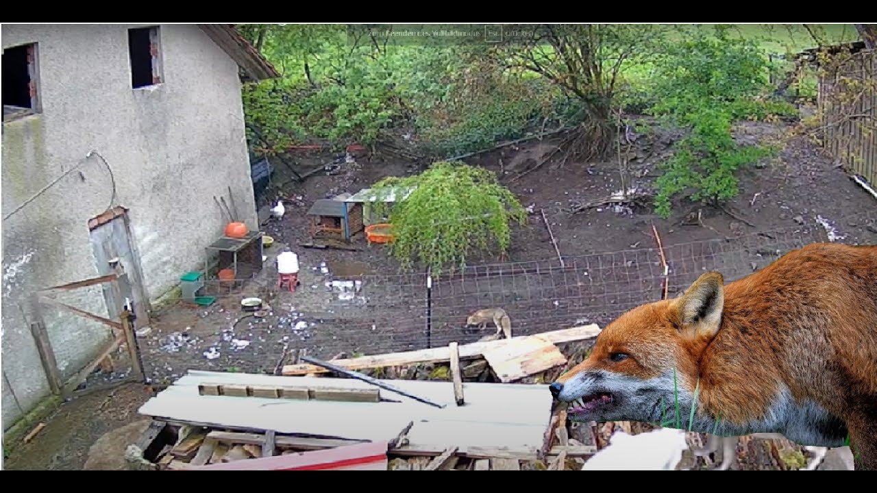 NICHTS FÜR SCHWACHE NERVEN! Fuchs dringt in Hühnerweide ein