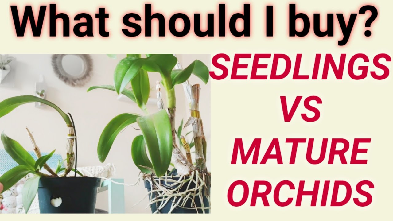 ORCHID SEEDLINGS VS MATURED PLANTS (what to buy)