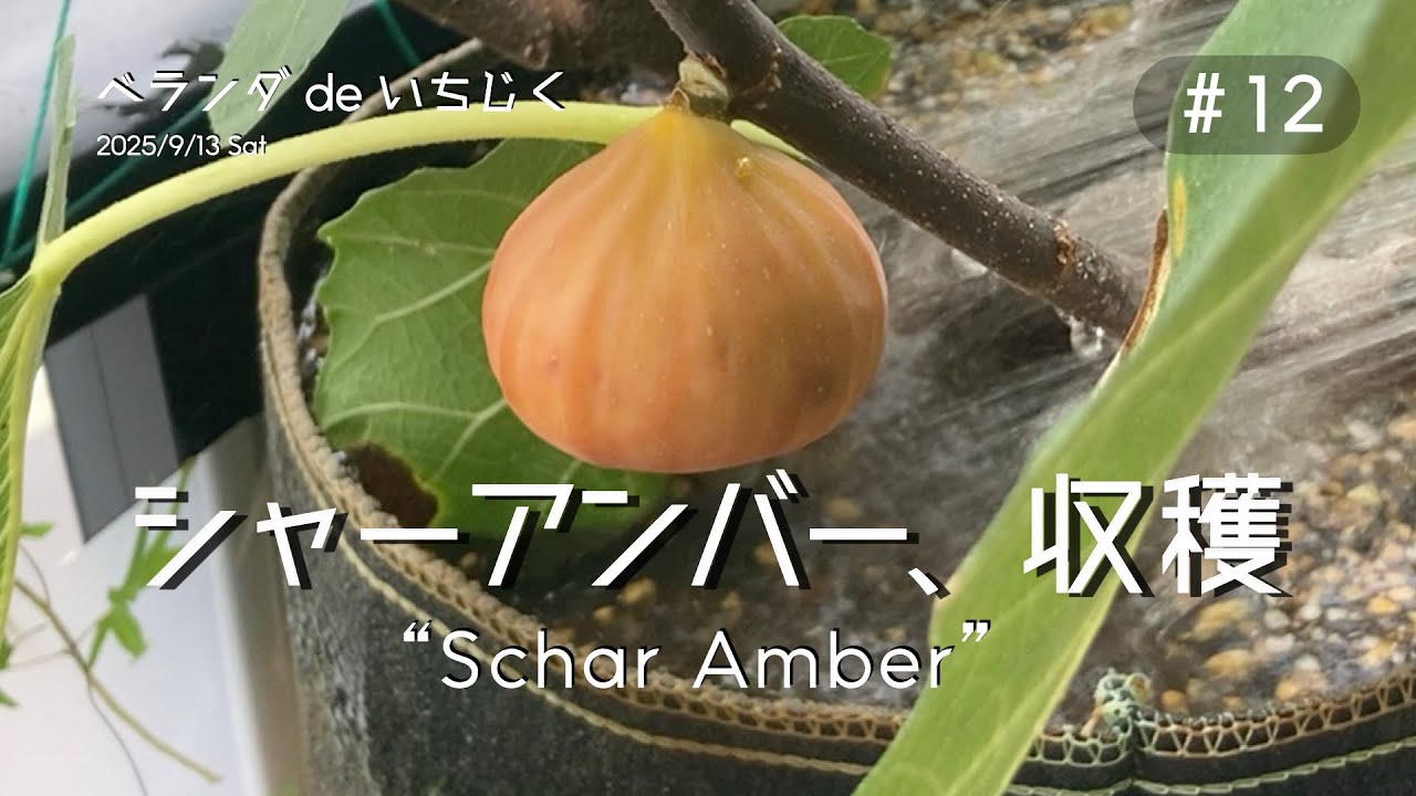 #12 シャーアンバー初収穫｜台風接近とその後の収穫【ベランダdeいちじく】｜Schar Amber harvest & typhoon approach｜Fig Growing Record