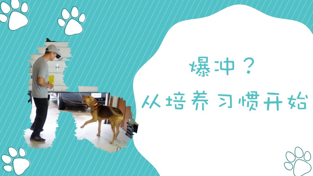 如何培养狗狗耐心，养成不爆冲的习惯！幼犬寄养/训练第二天,tank