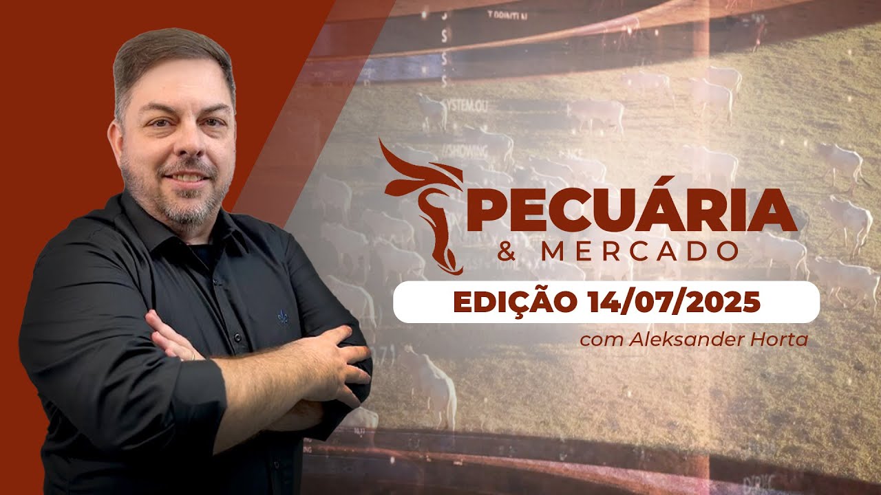 Segunda quinzena do mês começa com pressão adicionada pela taxação americana sobre a carne bovina...