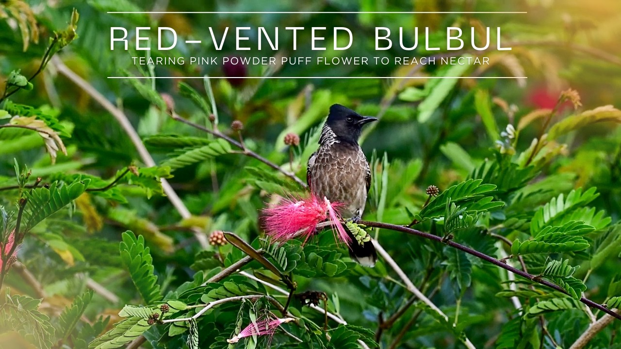 Red vented Bulbul Tearing Pink Powder Puff Flower to Reach Nectar #redventedbulbul