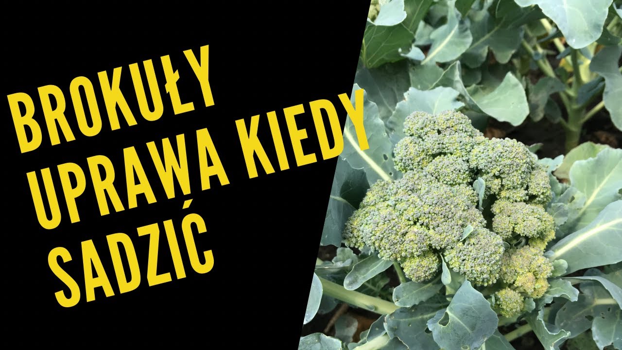 Brokuł - dlaczego kwitnie? Uprawa brokuła. Kiedy sadzić brokuły?