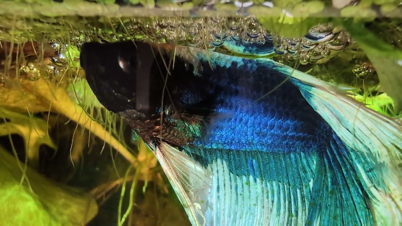 Betta splendens Nachwuchs Tag 2 der Larven 🥰