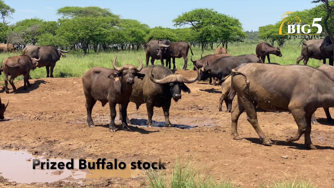 Commercial Game farm near Albert Falls, KZN