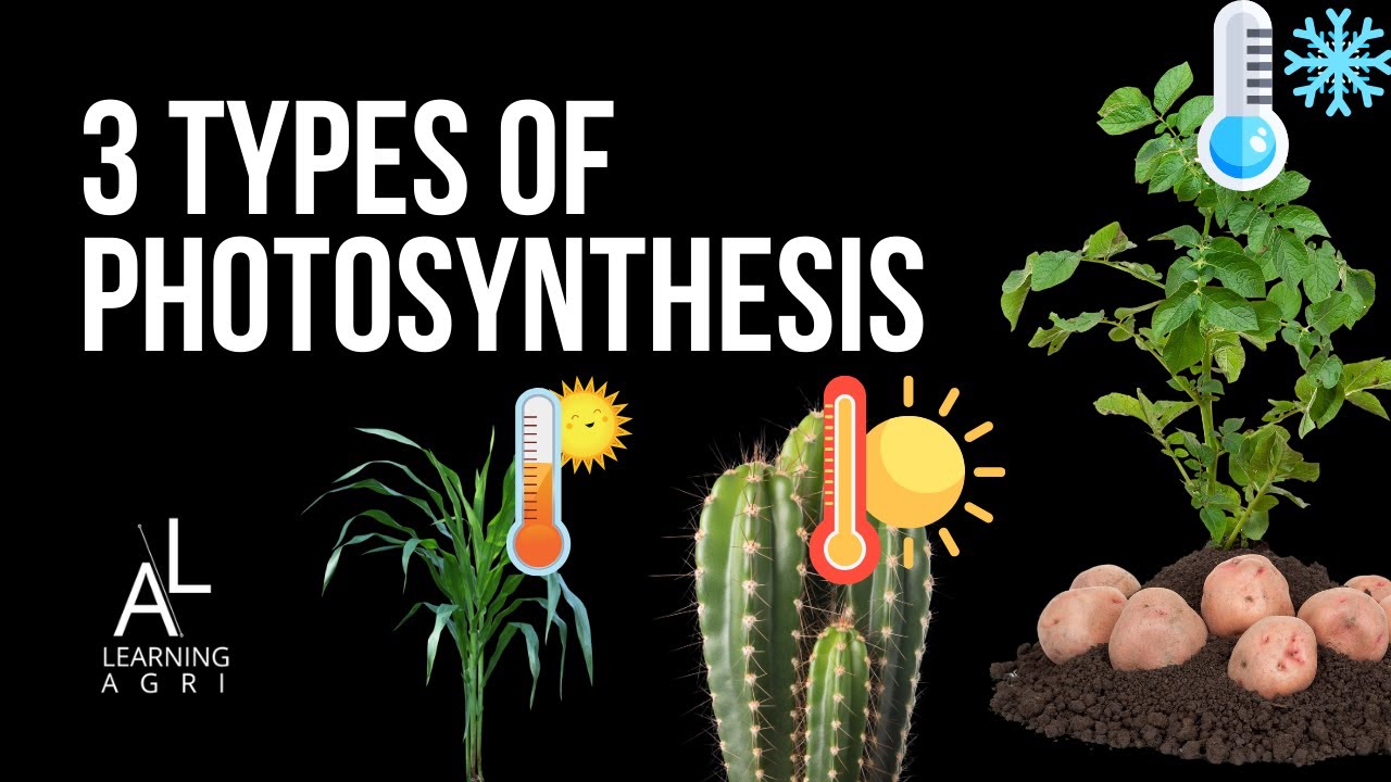 C3, C4, and CAM Photosynthesis