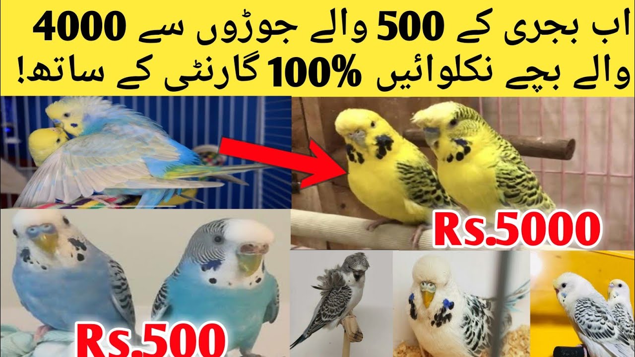 How To Produce TCB Bidgies From Simple Budgies Cross Breeding l Birds Fast Breeding With Big Profit