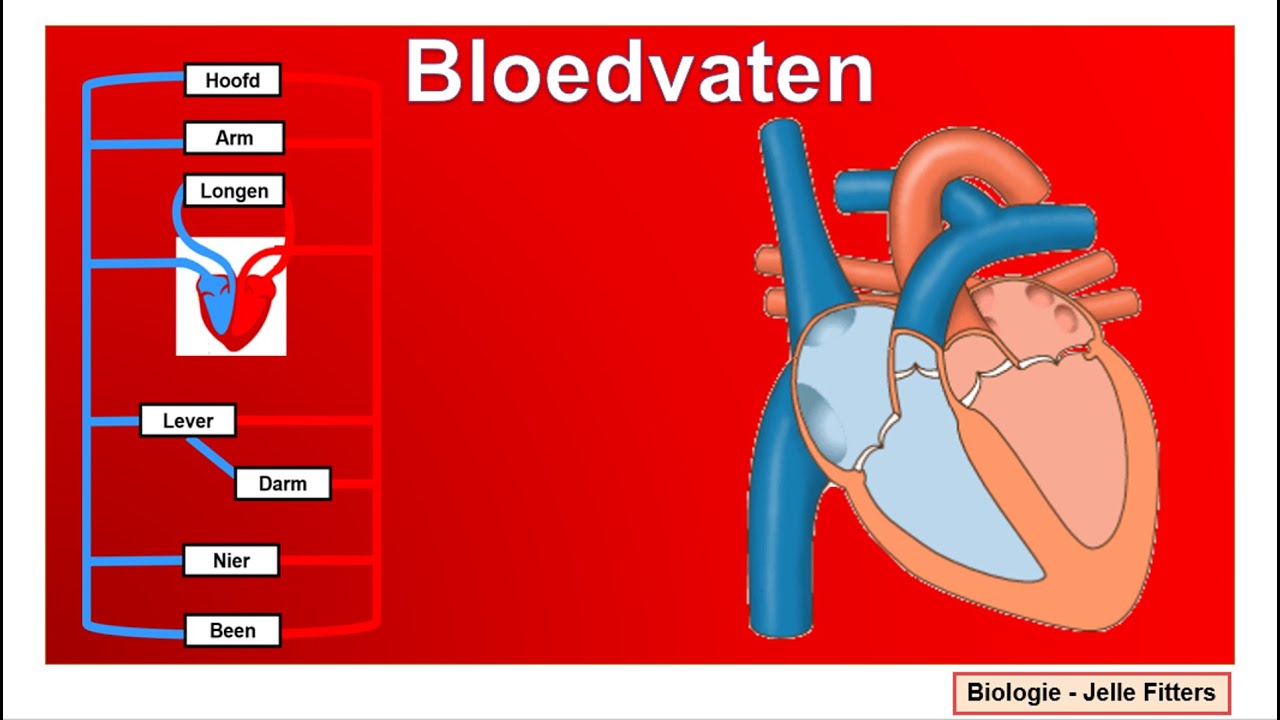Bloedsomloop - bloedvaten