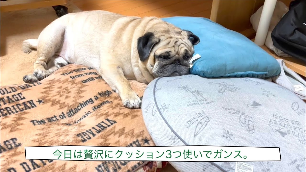 【パグ】ゴロゴロ三昧！！！