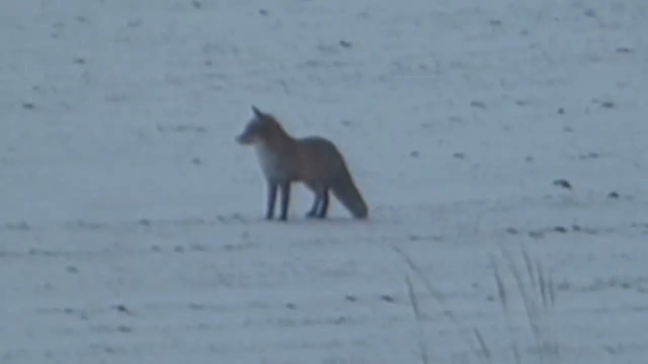 Jak może przybliżyć mój aparat? Piękny lis, sierpówka, kos i dwa rudle saren.