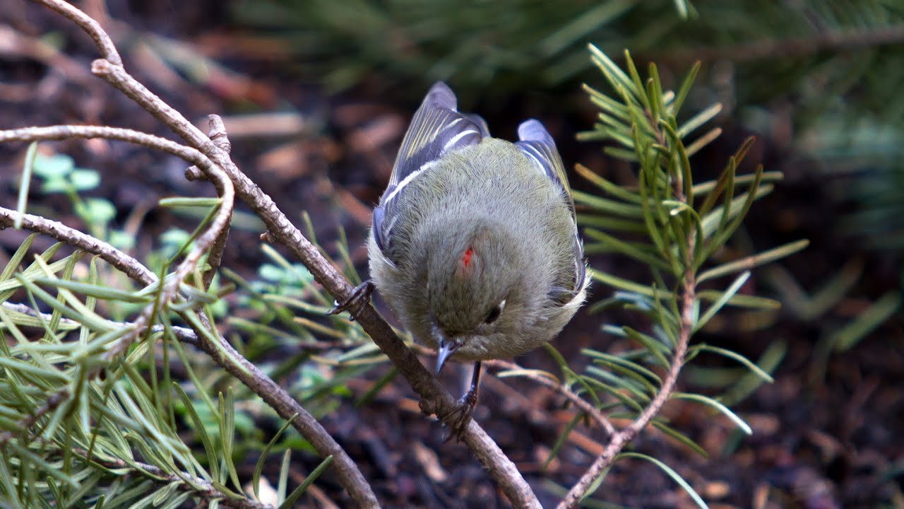 Ruby-crowned Kinglet