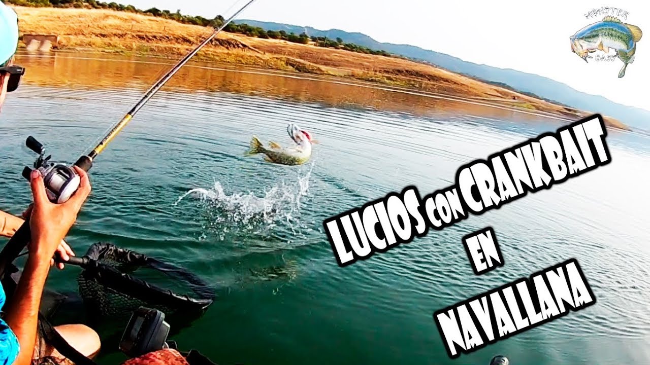 A Falta de Basses, Buenos son Lucios...