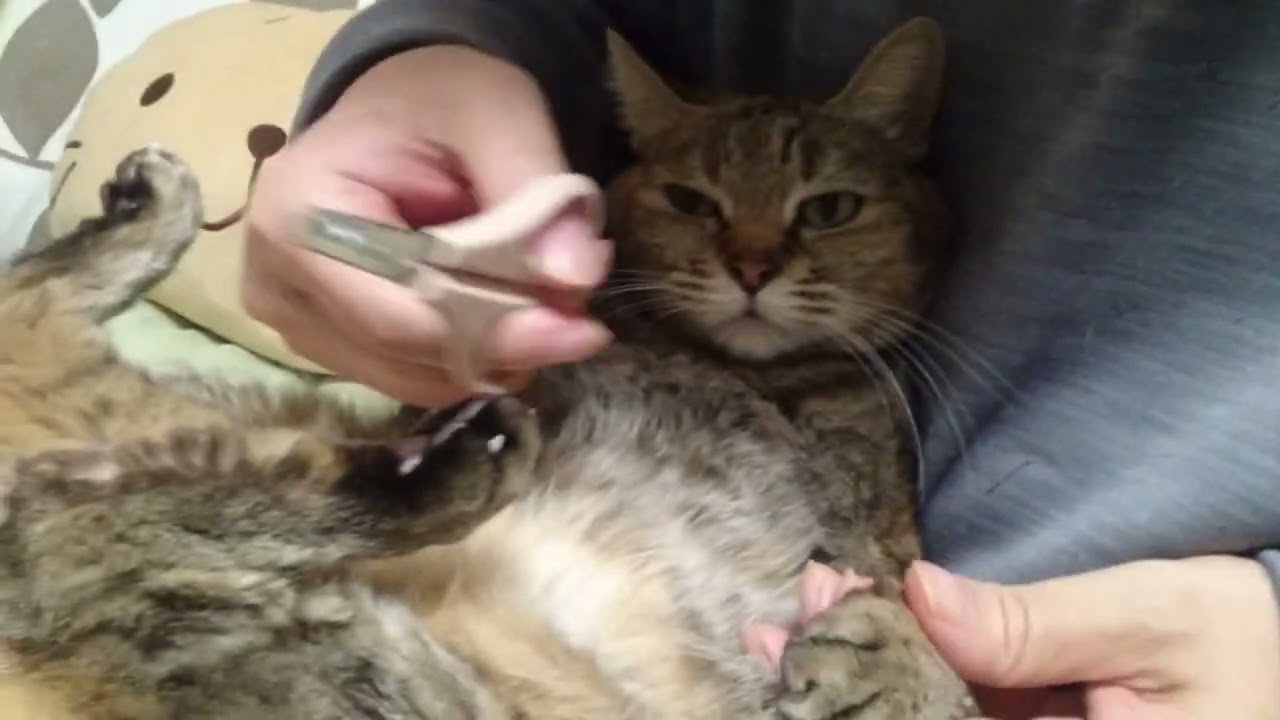 拾いねこ＠生後4943/868日目　にゃんこの爪切り。