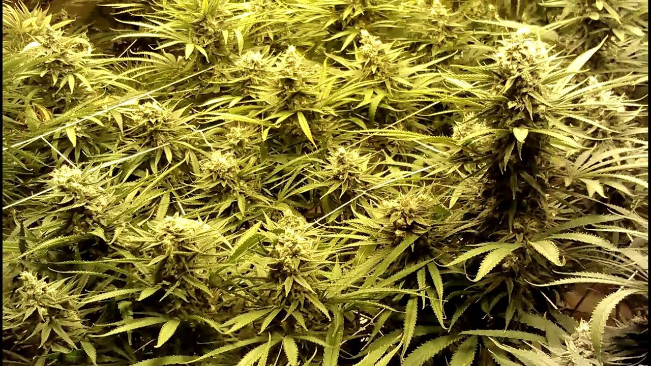Dirt vs. Hydro blue dream