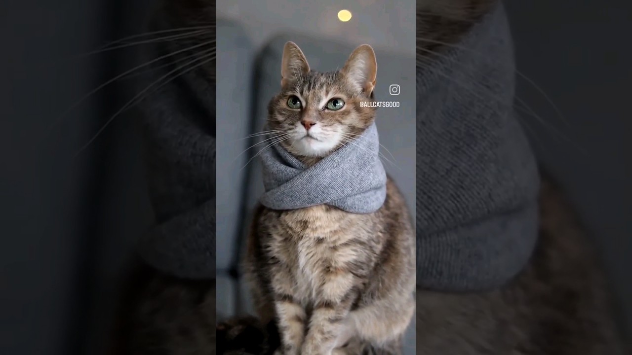 2 MINUTES DIY how to make scarf snood for cat #allcatsgood