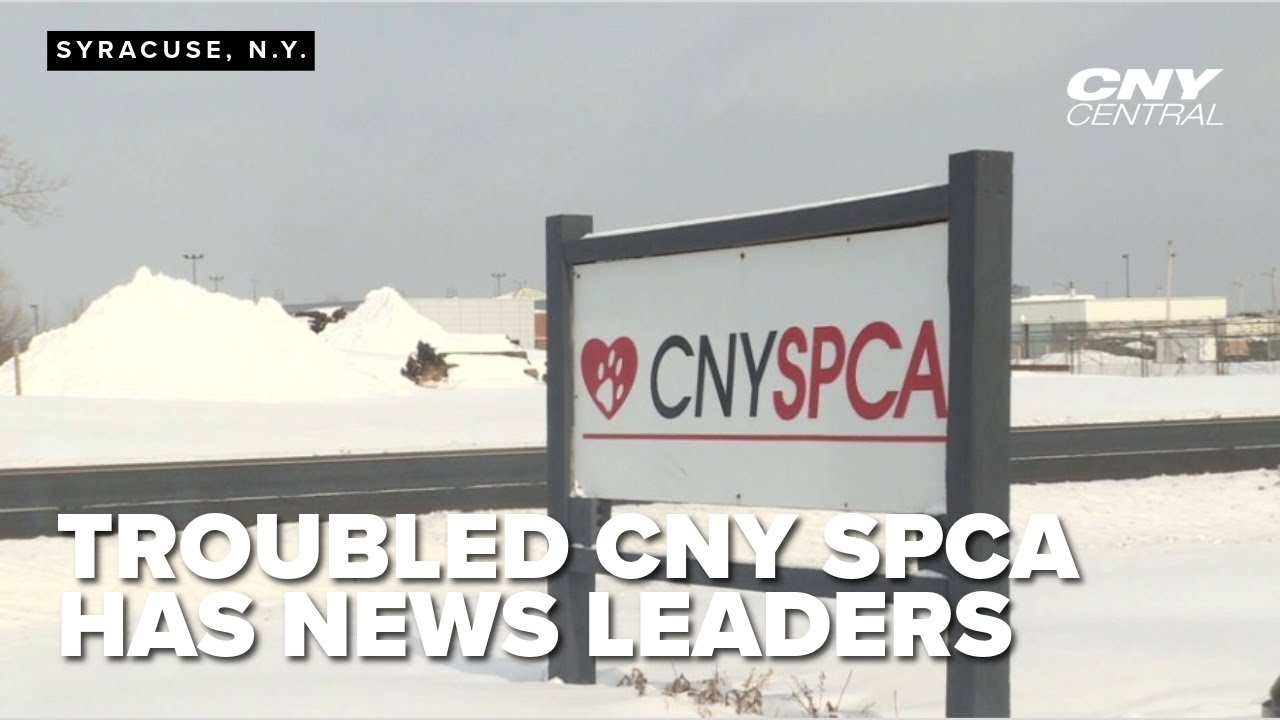 After staff walkout, new board takes over at CNY SPCA and vows reforms
