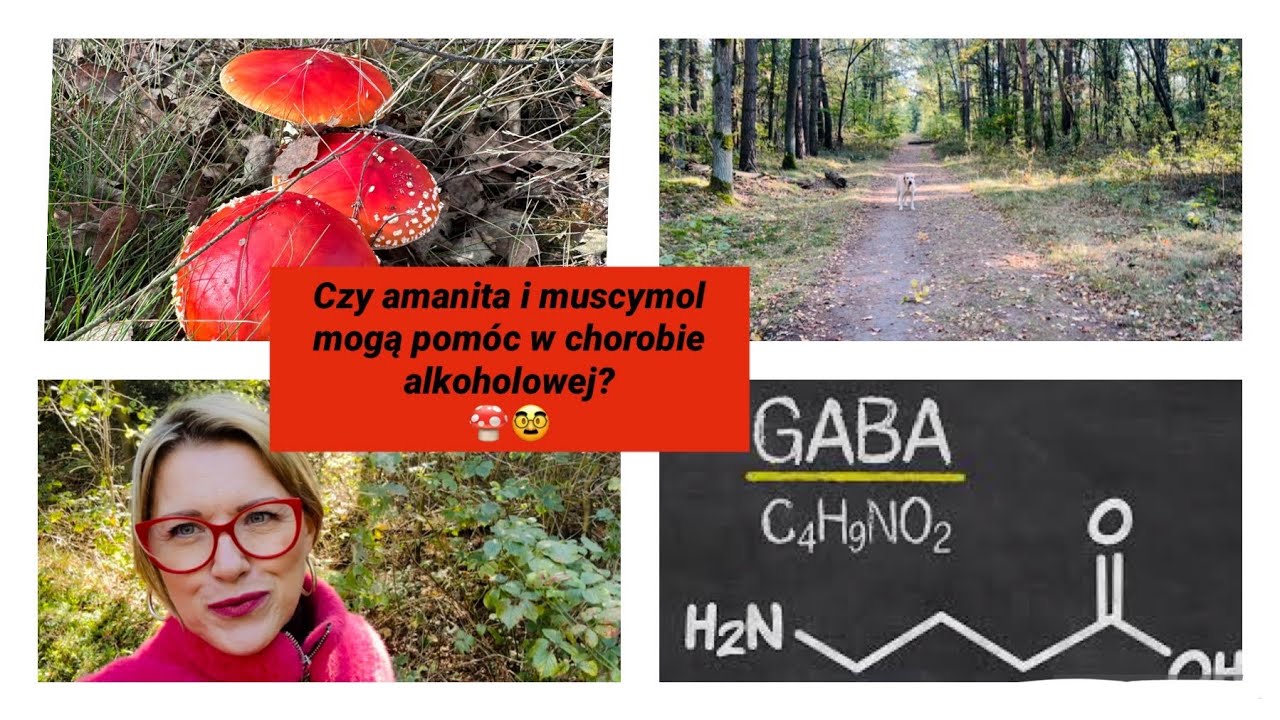 Czy amanita i muscymol mogą pom&oacute;c zerwać z alkoholizmem ?