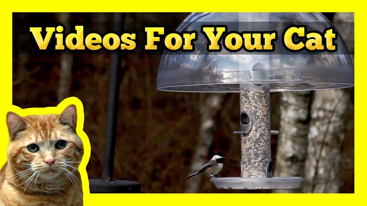 Videos for your Cat - Sparrows & Finches