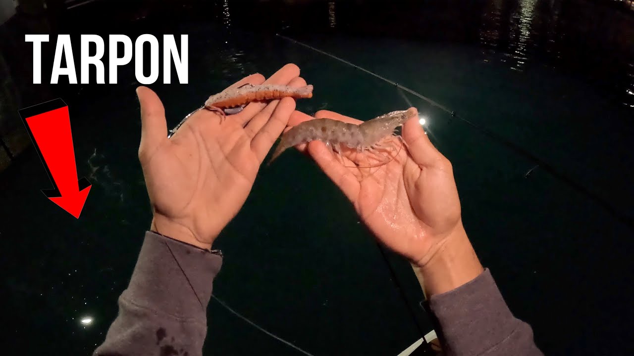 Live Shrimp VS Gulp | fishing in MIAMI's Ship Port! | Catch & Cook
