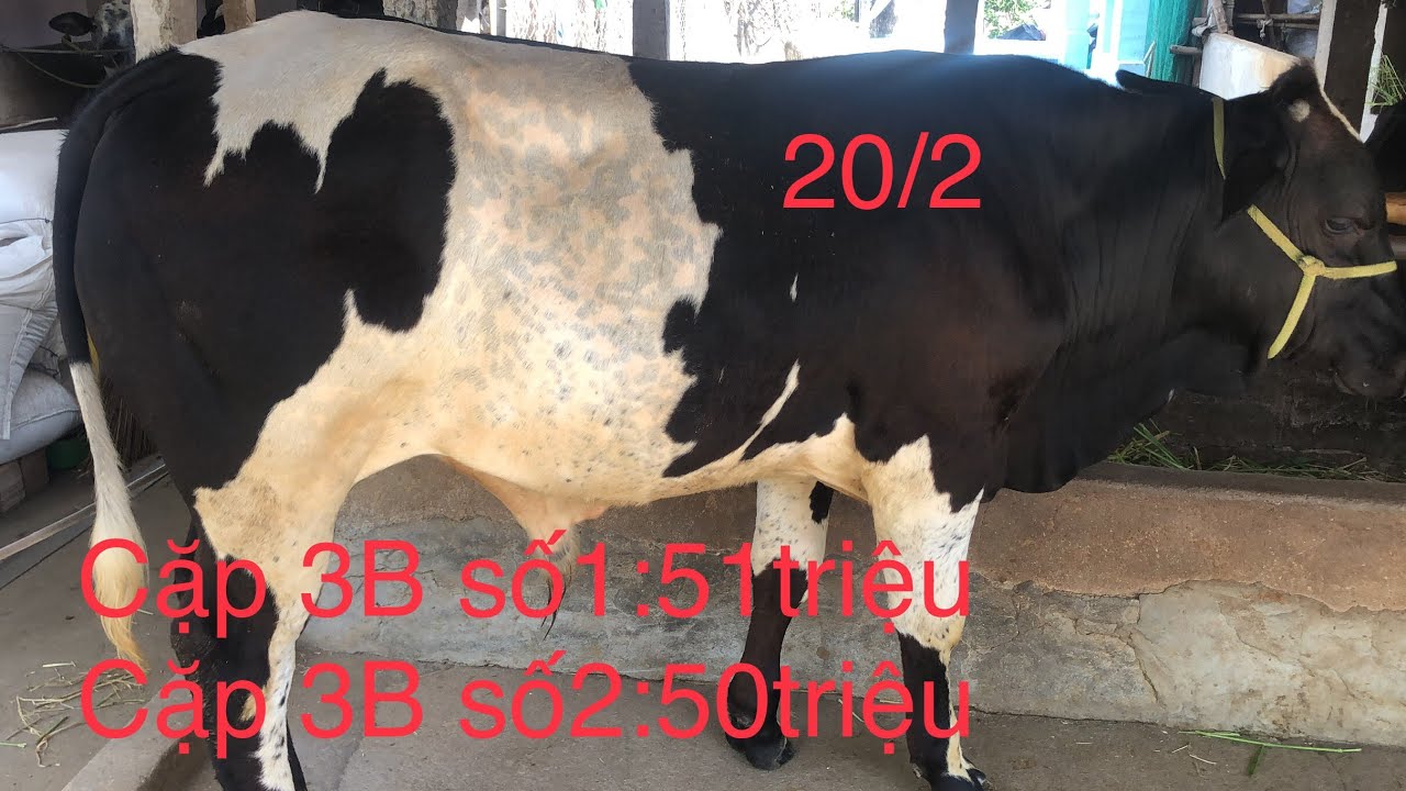 20/2, Trại Bò Văn Tuấn Ba Tri, Cặp số1:51triệu_Cặp số2:50triệu, Zalo_SĐT:0918204232.
