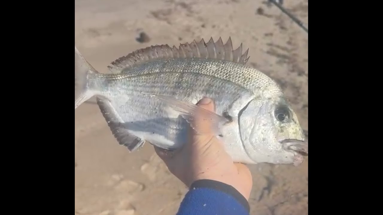 SurfCasting. Tecniche di pesca, come interpretare le punte di sabbia.