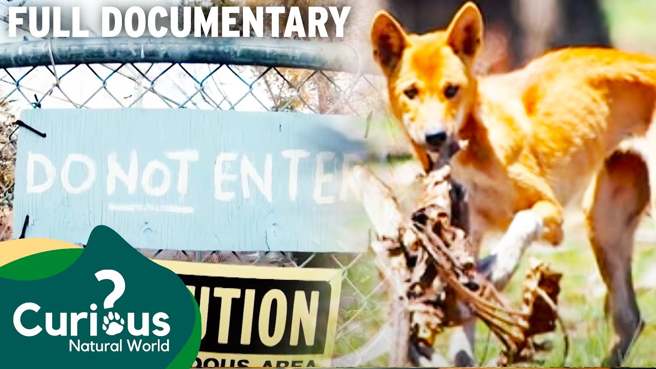 Unusual Bond Between Dingo and Owner | Full Documentary | Predator Pets