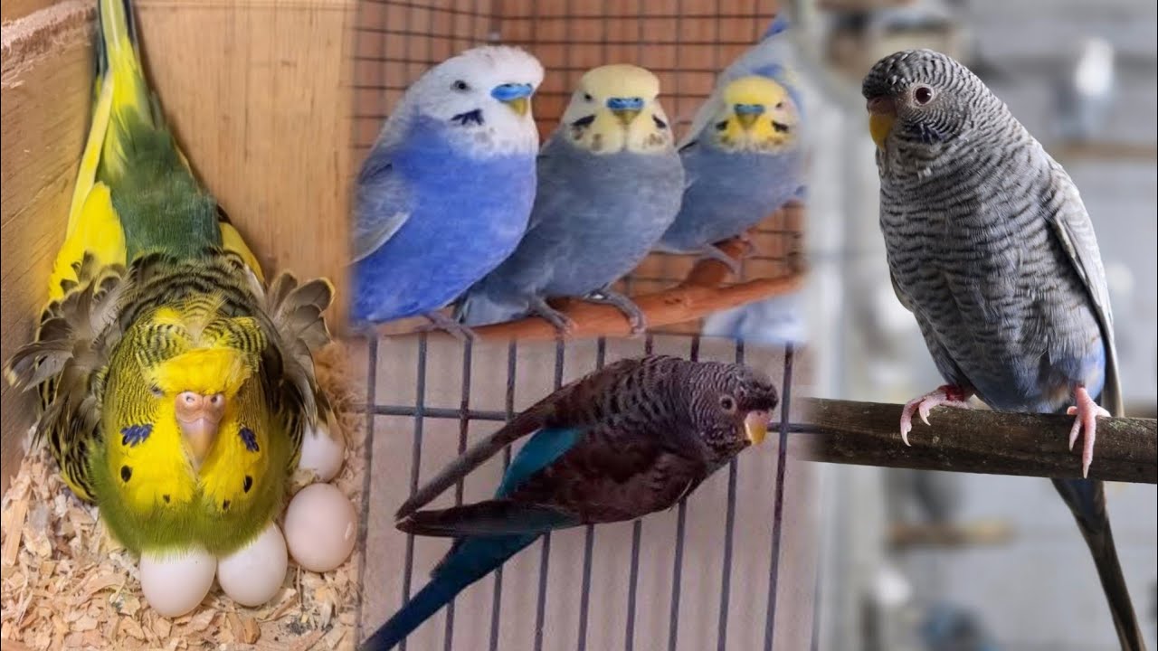 Budgies Breeding Season. Budgies Breeding. Budgies Vlog. Budgies. #views #birdbreeding #viralvideo .