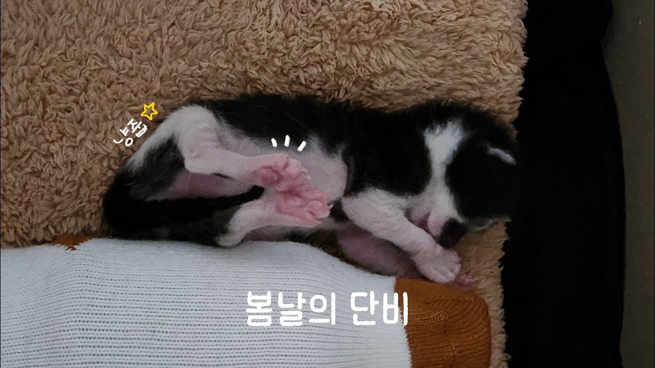 봄날의 단비