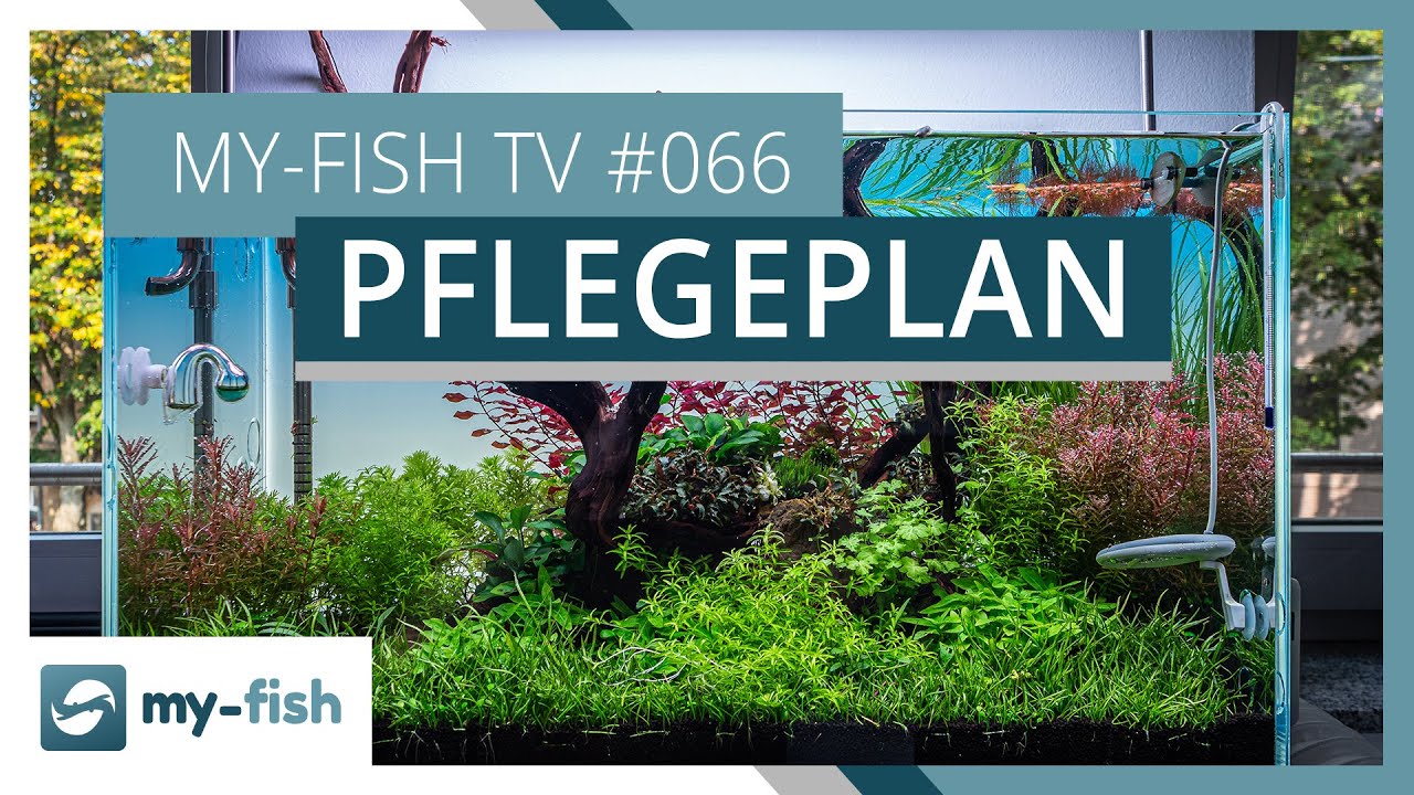 Allgemeiner Pflegeplan f&uuml;r dein Aquarium | my-fish TV #066