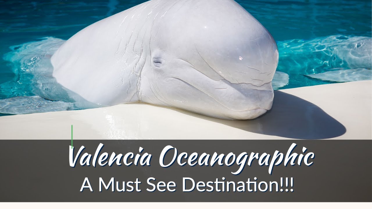Valencia Oceanogràfic with footage of Beluga Whales