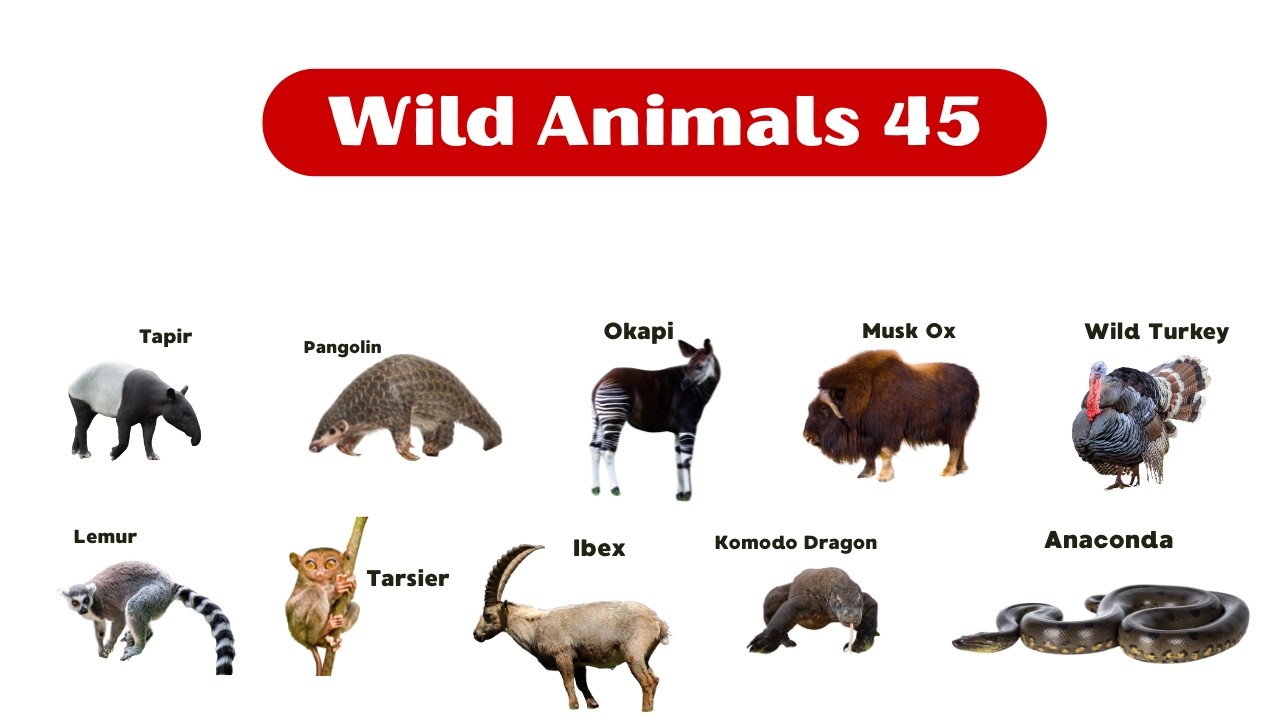 wild animals 45 | Learn Wild Animals with Pictures for Kids | Amazing Wild Animals for Children
