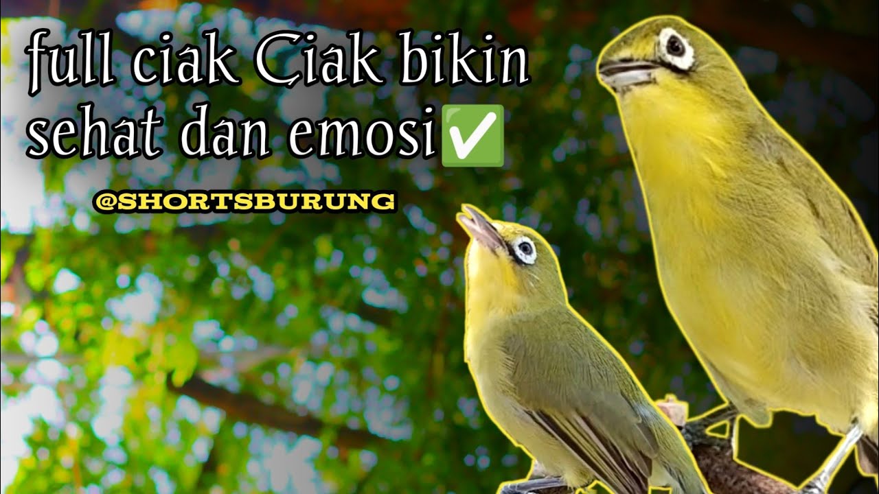 MASTERAN KECIAL KUNING LOMBA SUARA CIAK CIAK JOSS || TERAPI KECIAL KUNING MALAS BUNYI