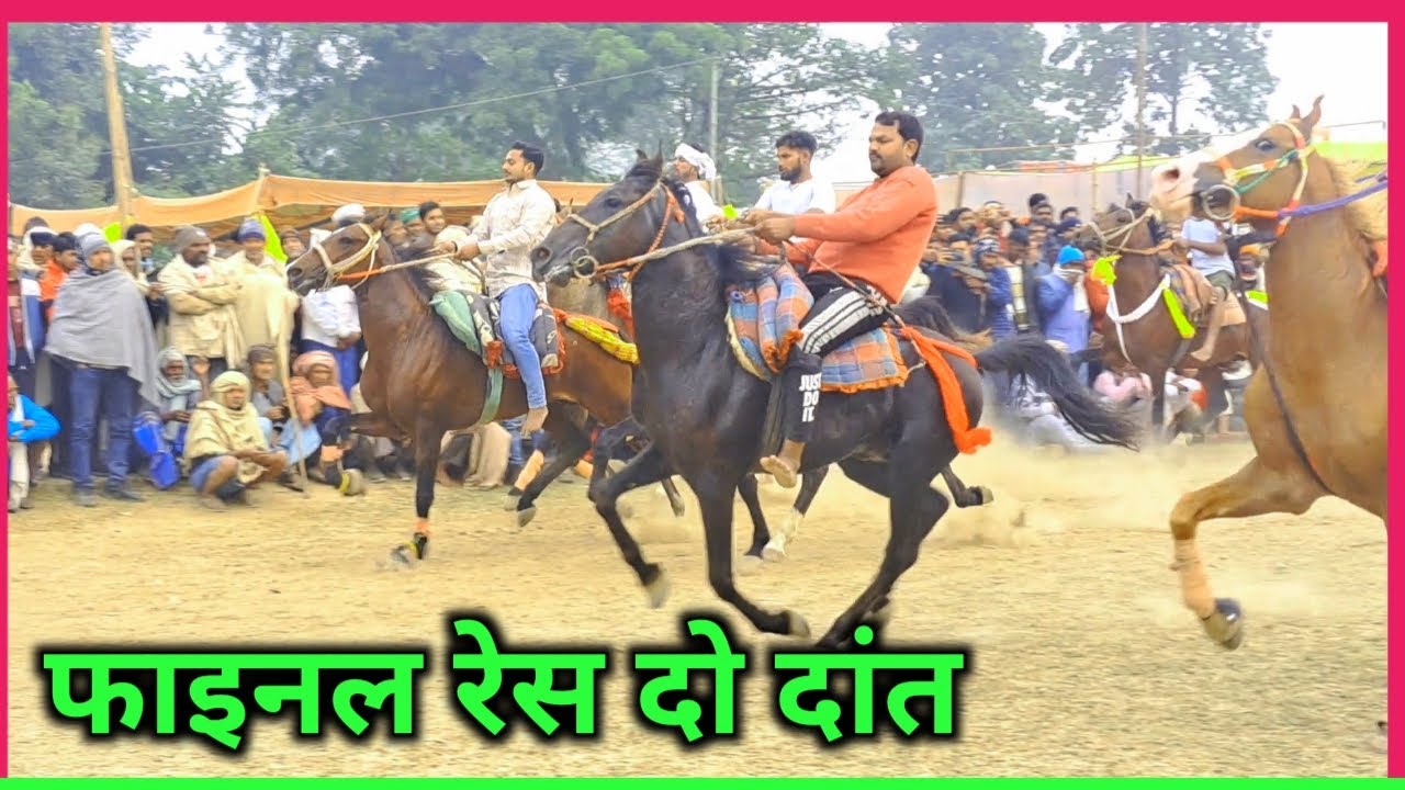 घोड़ों की ऐसी टक्कर dumari की रेस में देखने को मिली horse race dumari do daat final video
