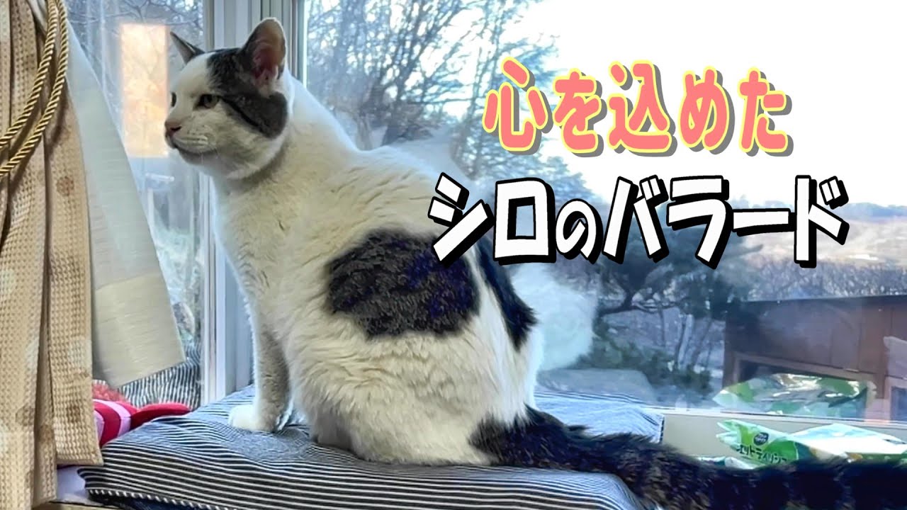 【愛猫シロ物語】癒しのバラード――前作と聴き比べる新たな旋律【オリジナルBGM】