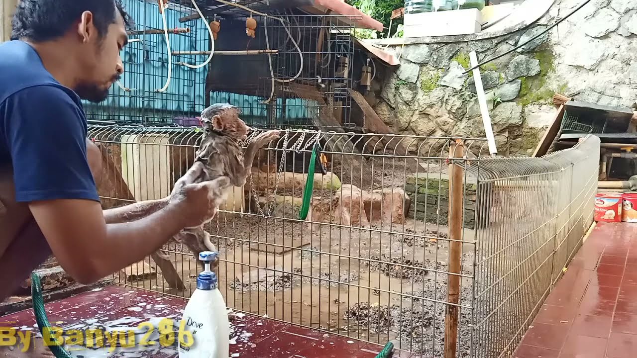 CARA MANDIKAN MONKEY MONYET BERUK SUMATRA SI RAMBO YANG MASIH SUSAH MANDI ATAU ATKUT AIR