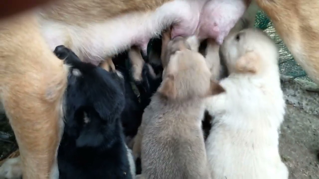 Adorable Newborn Puppies and Their Loving Mom 🐾🐶