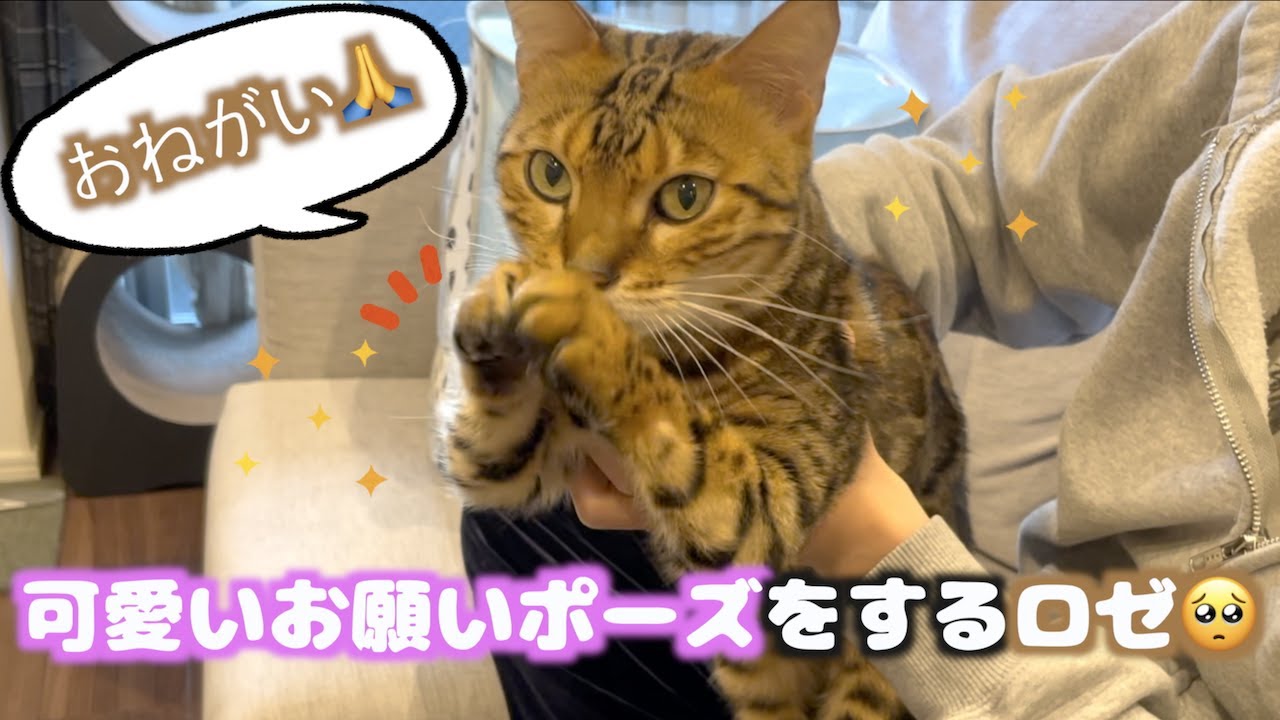 最近覚えたおねだりポーズをフル活用するロゼ