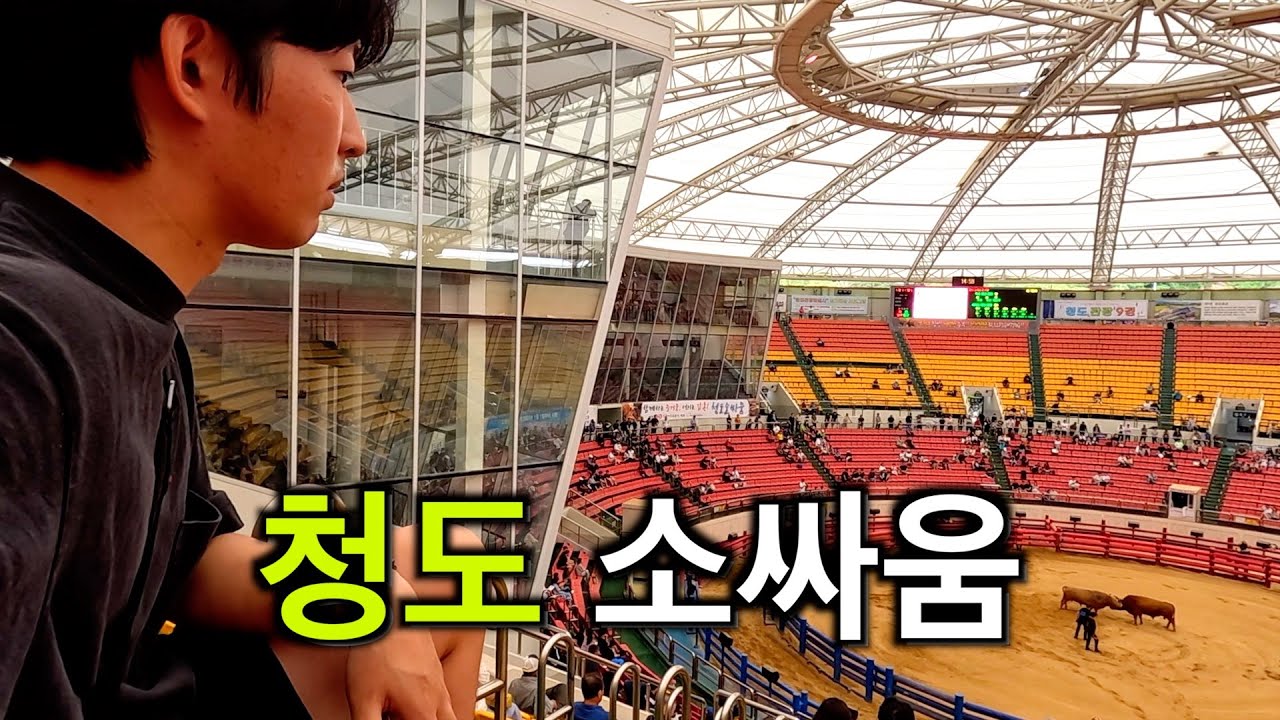 국가가 허락한 유일한 동물 싸움, 청도 소싸움 직관하기 【국내여행 2】