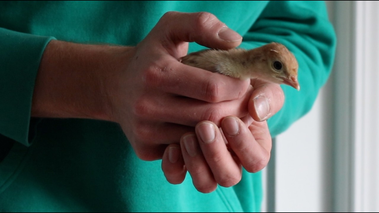 Road Trip for Baby Turkeys & Feeding Piglets!