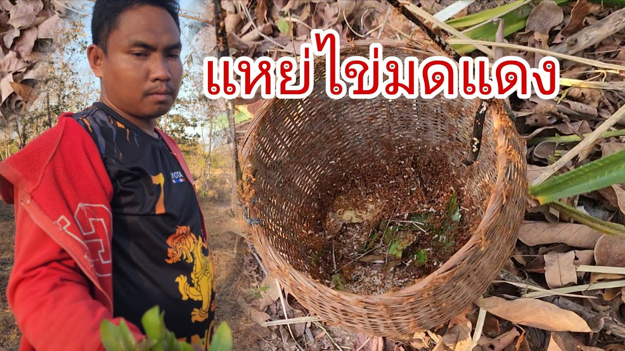 แหย่ไข่มดแดงงามแลงกับบ่าวดาว​