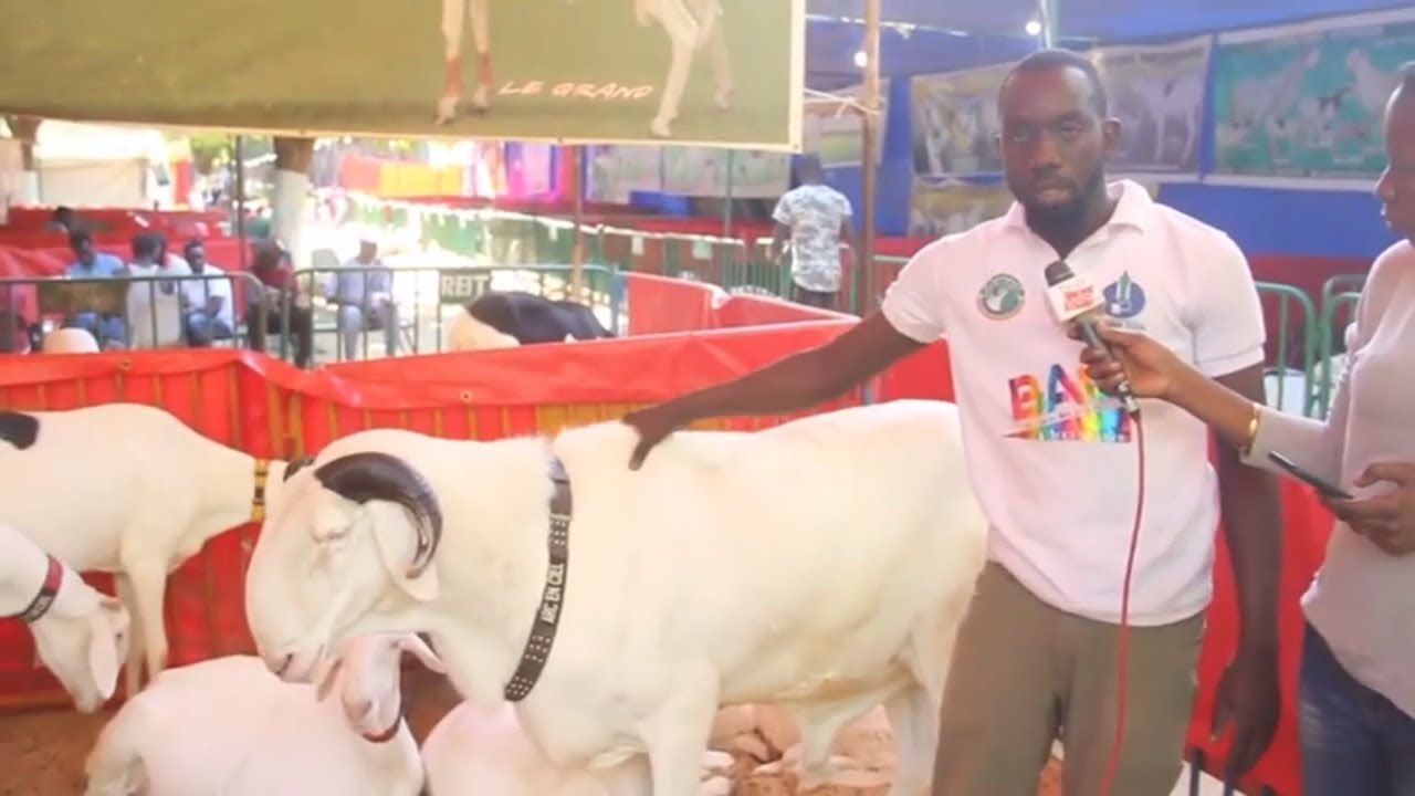 Foire du Mouton de Thiès édition 2019