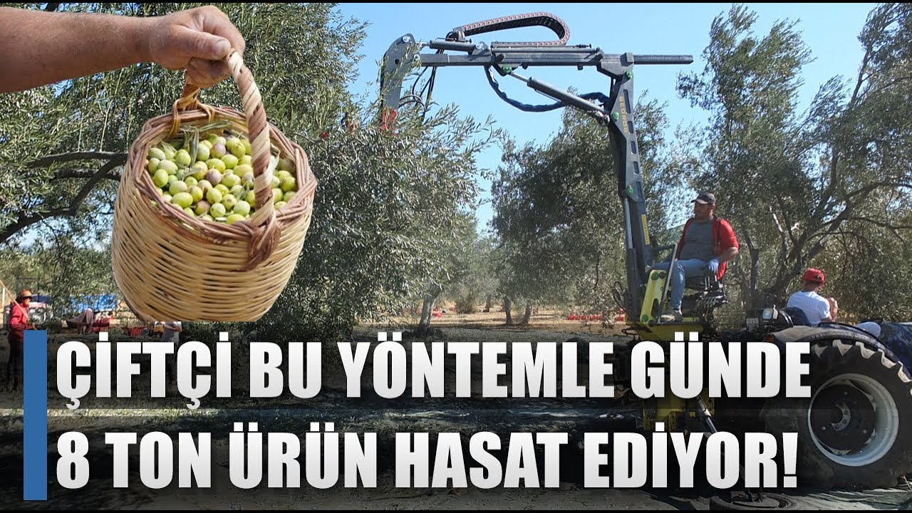 Mucit Çiftçi Bu Yöntemle Günde 8 Ton Zeytin Topluyor! İşçi Maliyetine Son / AGRO TV HABER
