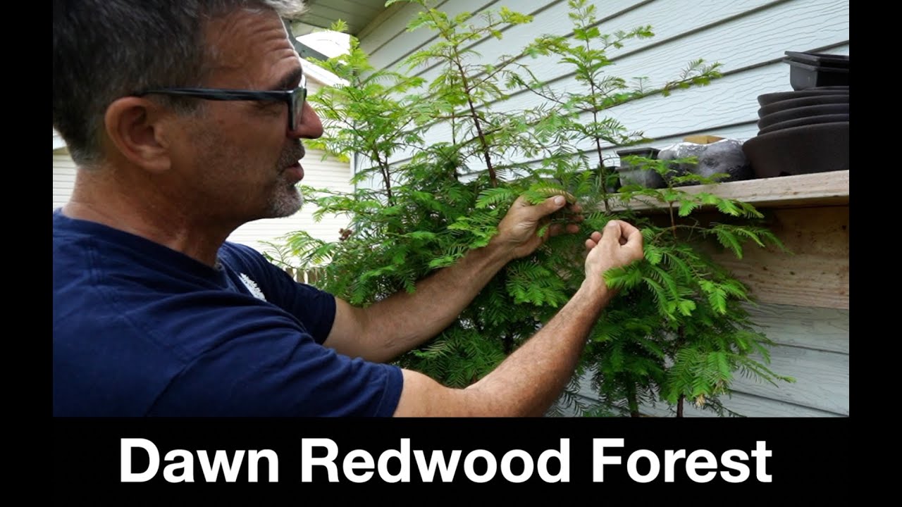 Dawn Redwood Forest:  Dave's Bonsai E450
