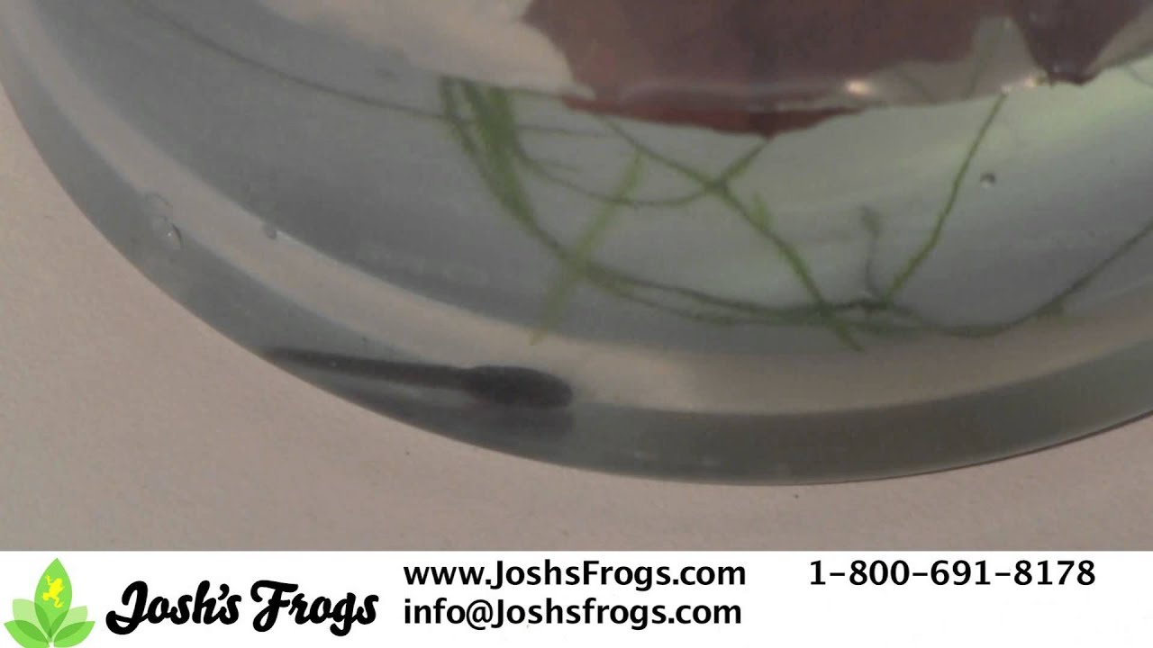Dart Frog Tadpole Care Video