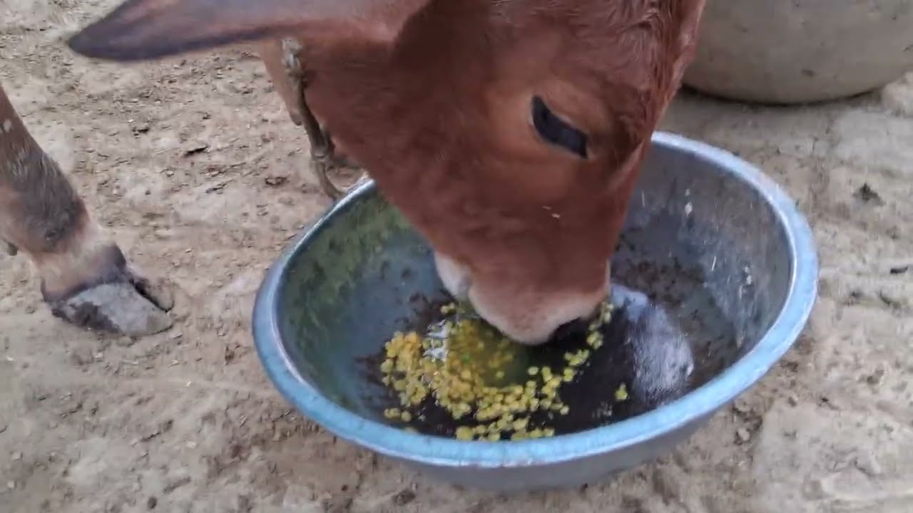 Dallo kashu vlog #kashu #cute #cow #nice #video 
