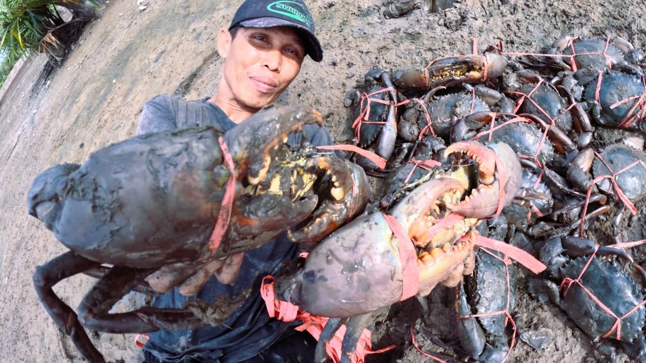 Amazing Hunting I Found Many Big Crabs On This Island