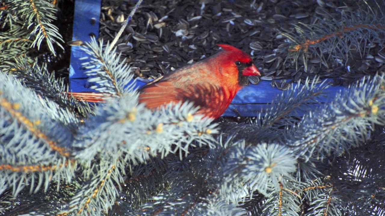 Red Cardinal Feeding